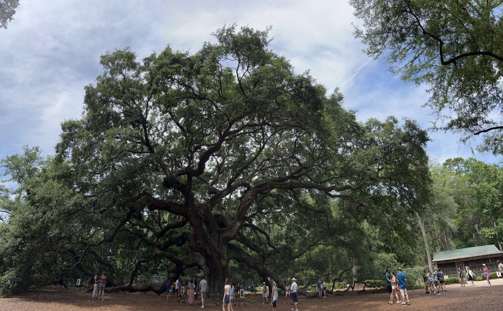 THE MAGNIFICENT ANGEL&nbsp;OAK