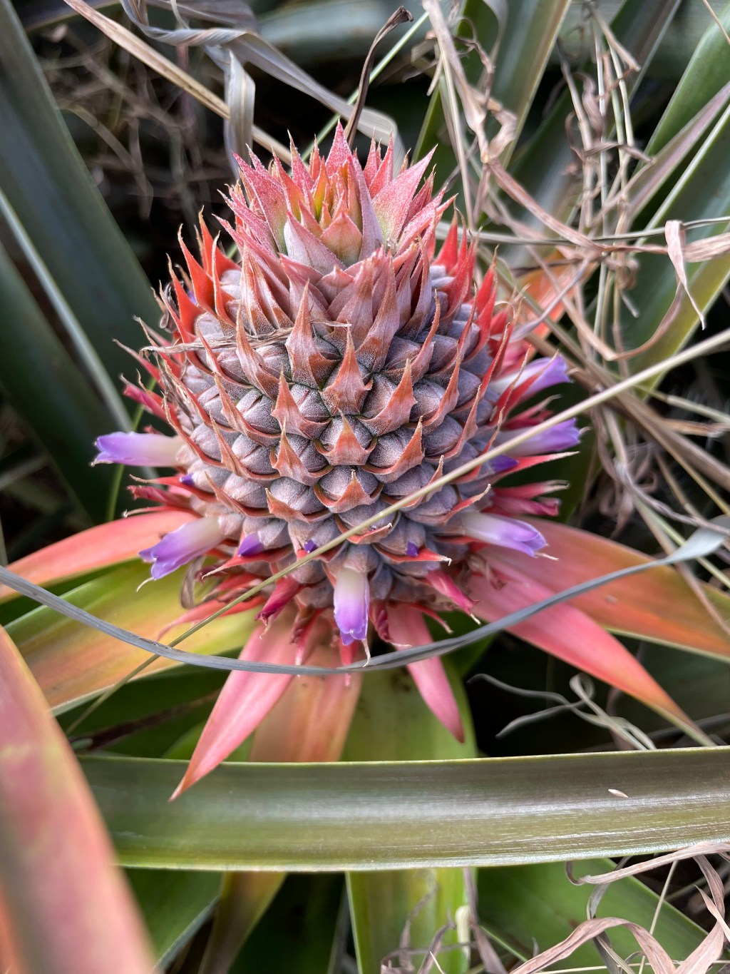 Pineapple Chicken and Pineapple&nbsp;Fritters