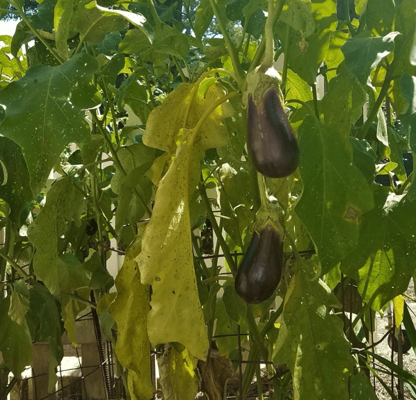 Eggplant Stew – Stufato di&nbsp;Melanzane